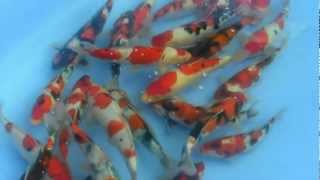 20091008 Lee's Koi Farm Koi Aution 李永華錦鯉場拍賣 1