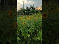 Sunflower farm Nesh V farm. #sunflowers #sunflowerhill #sunflower#sunflowerfield  #summer