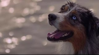 Pedigree / Hearts Aligned - Case Study