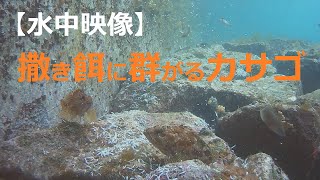 【水中映像】撒き餌に群れるカサゴの観察【NO.012】