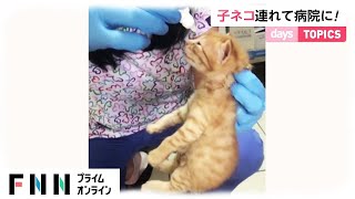 野良猫が子ネコ連れて病院に トルコ(2021/04/01)