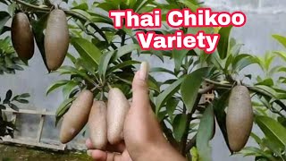 बारहमासी थाई चीकू की वैरायटी || Barahmasi Thai Chikoo (Sapodilla/Sapota/Noseberry) @AppleBerNursery