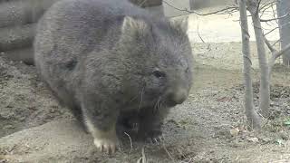 ウォンバットユキちゃんの可愛さ満載動画（冬）🌸Wombat YUKi , Cuteness Overload video（Winter） 🌸【動くぬいぐるみ】