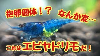 抱卵かと思ったのに…【エビヤドリモ】