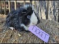 It is Guinea Pig Raffle Day!!