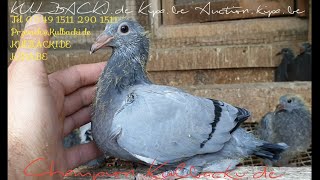 15. Mai 2019 nowe samice, od 50x1. mistrza Oddziału new breeding hens from 50x1 CHAMPION in club