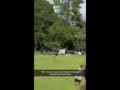 murwillumbah high school students getting chased by a bull