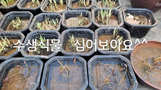 민속품/항아리//석물/야생화/수석조경돌