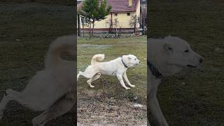 TÜRKİYE ERKEK AKBAŞ ŞAMPİYONU PSYHCO #akbaş #kangal #köpek #guarddogs #guarddogs #akbas