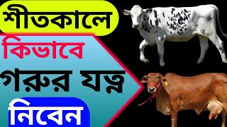 শীতকালে কিভাবে গরুর যত্ন নিবেন । গরুর শীতকালীন পরিচর্যা করবেন যেভাবে।গরুর শীতকালীন পরিচর্যা