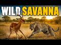 WILD SAVANNA  | The Brutal Reality of the Savanna – Survival or Death?  | Wildlife Documentary