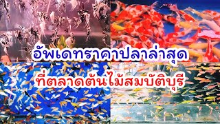 อัพเดทราคาปลาล่าสุด ที่ตลาดต้นไม้สมบัติบุรีกันค่ะ ตลาดที่ใหญ่ที่สุดในนนทบุรี