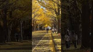 北大イチョウ並木の落ち葉吹雪 2022年11月6日　Blizzard of golden fallen leaves in Hokkaido, Japan