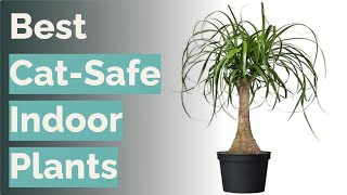 🌵 10 Best Cat-Safe Indoor Plants (Home Depot, Brussel's Bonsai, and More)