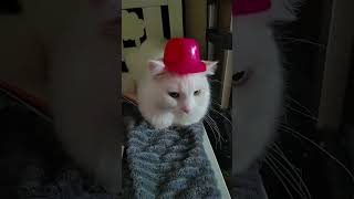 Putting a cap on my cat😂