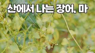 [주말약초산행] 산에서 나는 장어라고 불리는 자연산 마를 발견했습니다.