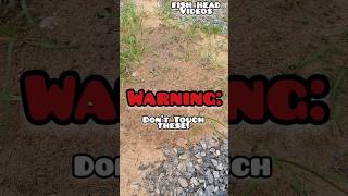 WARNING! Stay away from FIRE ANTS! #shorts