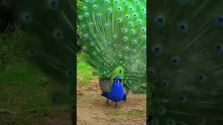 O PAVÃO é o maior GADO do MUNDO 🌍 - BIOLOGANDO #curiosidades #zoologia #biologia #animais #biologo