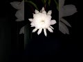 [Preview] Brahma Kamalam, Saussurea obvallata, Epiphyllum oxypetalum, Queen of the Night