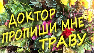 ДОКТОР ПРОПИШИ МНЕ ТРАВУ.  Песня ЭмСиСэм. Тамара БЕЛЯКОВА. Автор МЕТОДИКИ ОПРЕДЕЛЕНИЯ  УНИКАЛЬНОСТИ