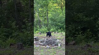 Bear Family Drop by for a Backyard Visit || ViralHog
