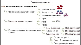 основы гематологии