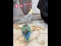 迫りくる恐怖から逃げられるか！？ shorts コザクラインコ オカメインコ