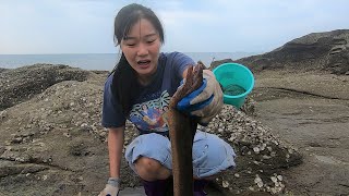 皮皮赶海发现鳗鱼窝，这么凶猛也太有劲了，吓得全身起鸡皮疙瘩