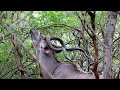 kudu shot placement the grey ghost of africa safari