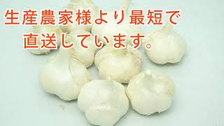 青森県産種子用にんにく【グラントマト株式会社】