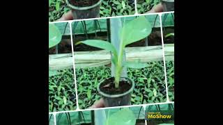 Haritha Bio Labs #agriculture #banana, tissue culture, Banana Plants, G9 Banana,