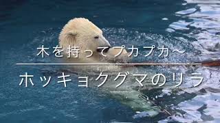 大きな木を持ってプカプカ～プールで遊ぶホッキョクグマのリラ　円山動物園　2021年2月7日　PolarBear　Lila　　　maruyamazoo