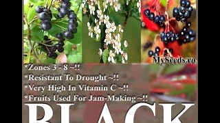 BLACK CHOKEBERRY - Aronia melanocarpa Seeds  on  www.MySeeds.Co