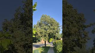 Fragrant Linden Tree : Tilia: Basswood. North American Tree that emits a pleasant fragrance in July