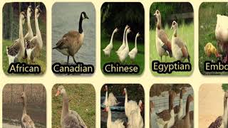 The BEST goose breeds for your homestead