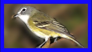 Blue-headed Vireo Singing! Blue-headed Vireo Calling! - Vireo Solitario Canto - Vireo Solitarius