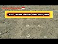 Cara Tanam Porang Dari bibit Umbi