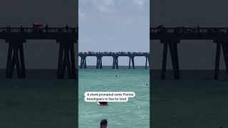 Shark spotted near swimmers at Florida beach