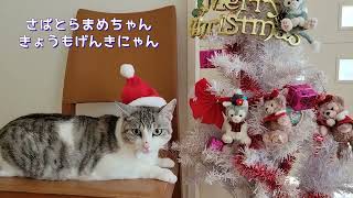 さばとらまめちゃんのクリスマス