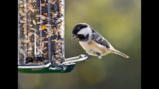 Vögel beobachten: Die besten Tipps für Anfänger