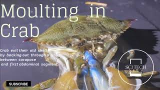 Crab:Moulting in crab|Ecdysis in crustaceans|shedding of skeleton|Science hub