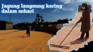 Cara cepat mengeringkan jagung dengan sempurna dan Irit Biaya