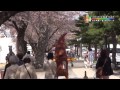 十和田ふぁみりりーず 皆でお花見だニン 2015春祭り vol.226