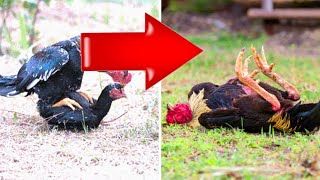 Why your rooster died after mating?