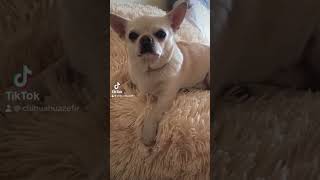 Во мне постоянно борется добро и зло 🫣🤣🤣🤣 #chihuahua #чихуахуа