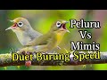 Peluru Vs Mimis Duet Burung Speed Bikin Rajin Jos Kecial Kuning Jos Gacor