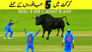 top 5 Animal attacks in cricket ground | Viral TV