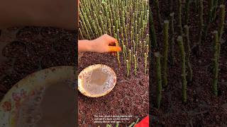 Dipping rose cuttings in rooting hormone solution