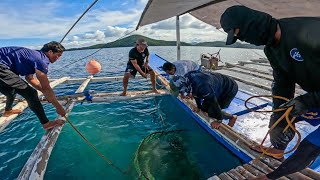 Dumarami Ang Pasok Ng Malalaking Alimasag At Mga Grouper Sa Pinakamalaking Trap