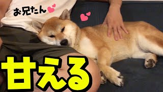 再会したお兄たんに甘える柴犬がかわいい